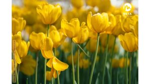 Blumen Feld
